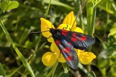 <i>Zygaena trifolii</i>