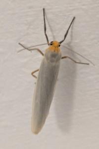 <i>Eilema caniola</i>