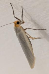 <i>Eilema caniola</i>