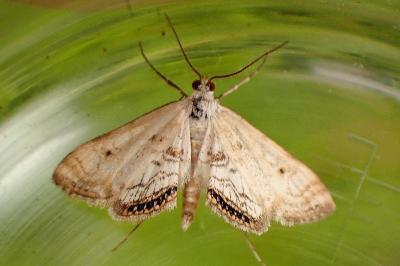 <i>Cataclysta lemnata</i>