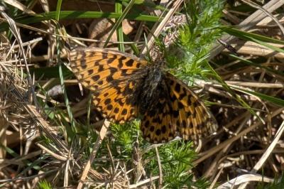 <i>Boloria dia</i>