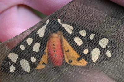 <i>Arctia villica</i>