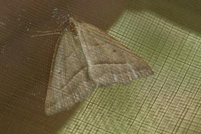 <i>Scotopteryx luridata/mucronata</i>