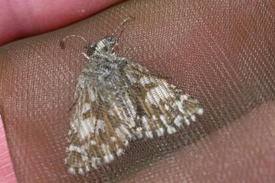 <i>Pyrgus malvae</i>