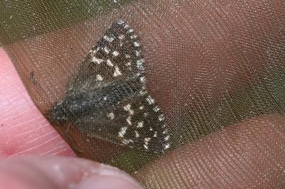 <i>Pyrgus malvae</i>