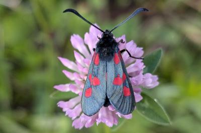 <i>Zygaena trifolii</i>
