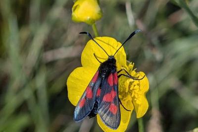 <i>Zygaena trifolii</i>
