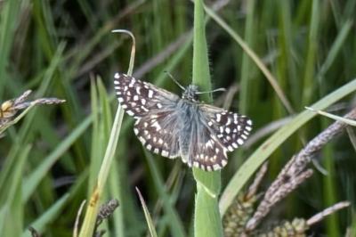 <i>Pyrgus malvae</i>