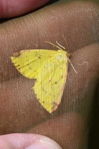 <i>Opisthograptis luteolata</i>
