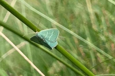 <i>Chlorissa viridata</i>