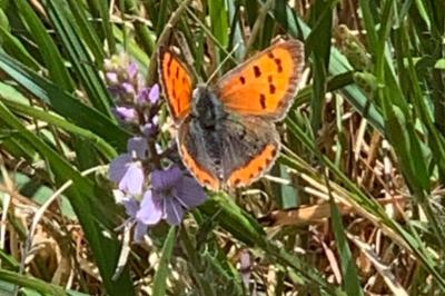 <i>Lycaena phlaeas</i>