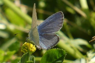 <i>Cupido alcetas</i>
