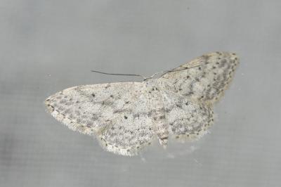 <i>Idaea seriata</i>