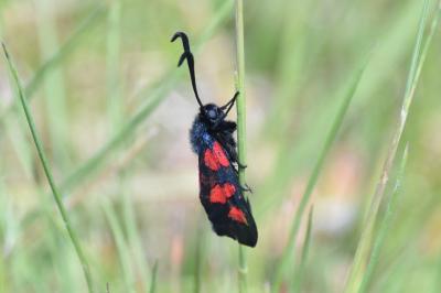 <i>Zygaena trifolii</i>