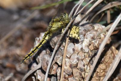 <i>Pseudopanthera macularia</i>