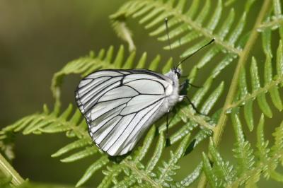 <i>Aporia crataegi</i>