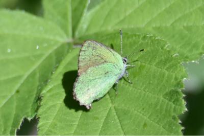 <i>Callophrys rubi</i>