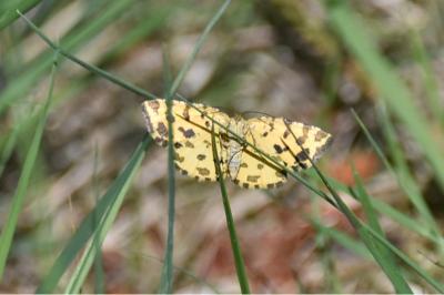 <i>Pseudopanthera macularia</i>