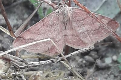 <i>Scopula rubiginata</i>