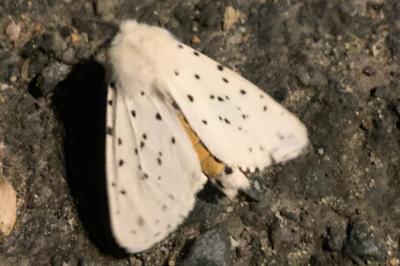 <i>Spilosoma lubricipeda</i>