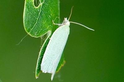 <i>Tortrix viridana</i>