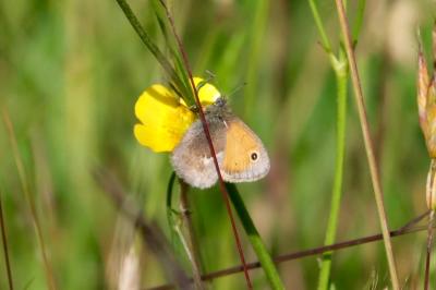 <i>Coenonympha pamphilus</i>