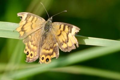 <i>Lasiommata megera</i>