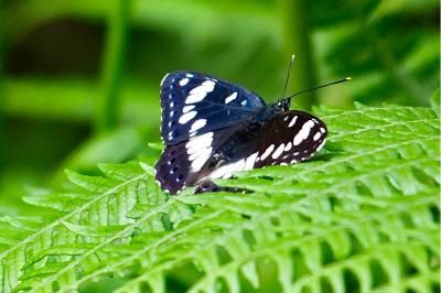 <i>Limenitis reducta</i>