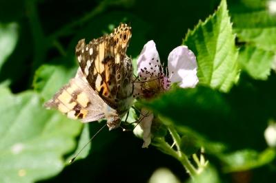 <i>Vanessa cardui</i>