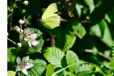 <i>Gonepteryx rhamni</i>