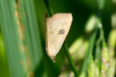 <i>Rivula sericealis</i>