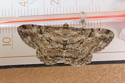<i>Peribatodes rhomboidaria</i>
