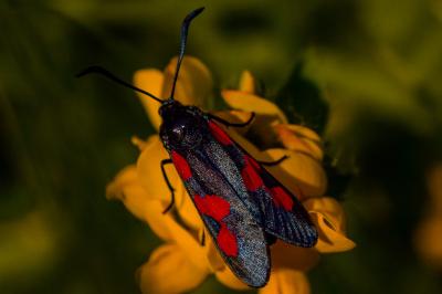 <i>Zygaena trifolii</i>
