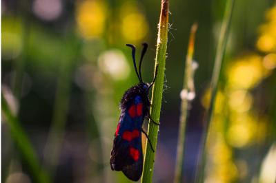 <i>Zygaena trifolii</i>