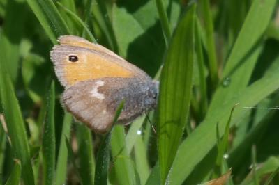 <i>Coenonympha pamphilus</i>