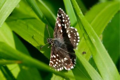 <i>Pyrgus malvae</i>