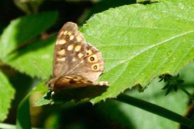 <i>Pararge aegeria</i>