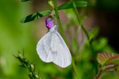 <i>Leptidea sinapis</i>