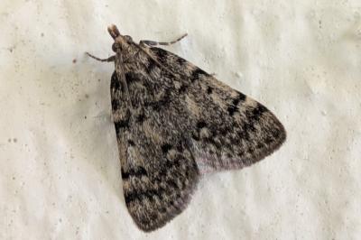 <i>Aglossa pinguinalis</i>