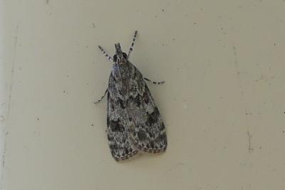 <i>Eudonia delunella</i>