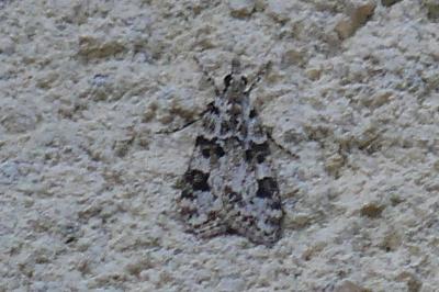 <i>Eudonia delunella</i>