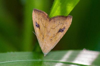 <i>Rivula sericealis</i>