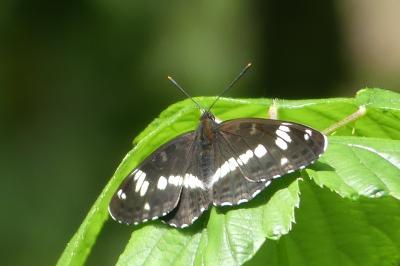<i>Limenitis camilla</i>