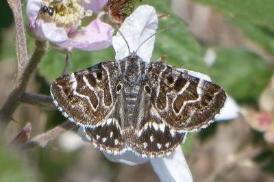 <i>Euclidia mi</i>