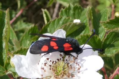 <i>Zygaena trifolii</i>