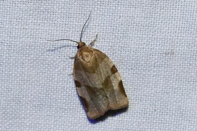 <i>Choristoneura hebenstreitella</i>