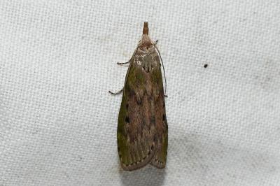 <i>Aphomia sociella</i>