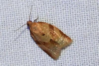 <i>Clepsis consimilana</i>