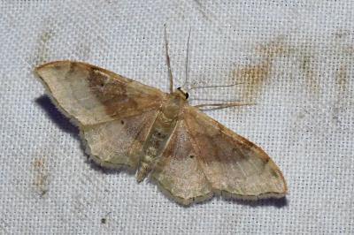 <i>Idaea degeneraria</i>