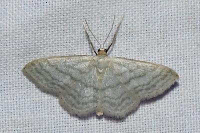 <i>Idaea subsericeata</i>
